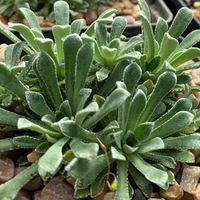Saxifraga  'Hi Ho Silver'
